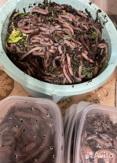 Черви выползки