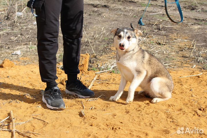 Щенок в добрые руки