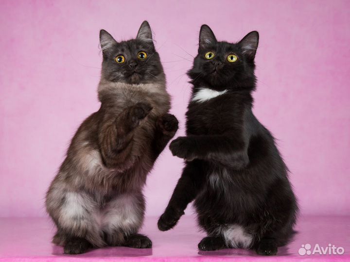 Кошки в добрые руки бесплатно