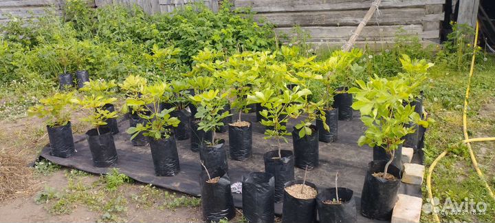 Саженец Каштана Конского