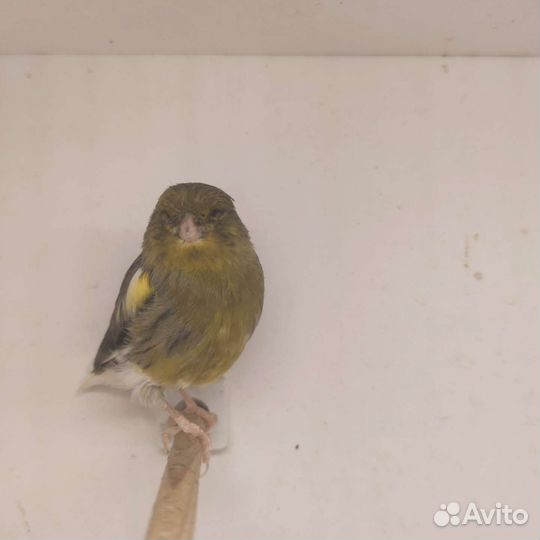 Кенара и Канарейки