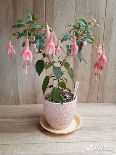 Фуксии черенки и молодые растения