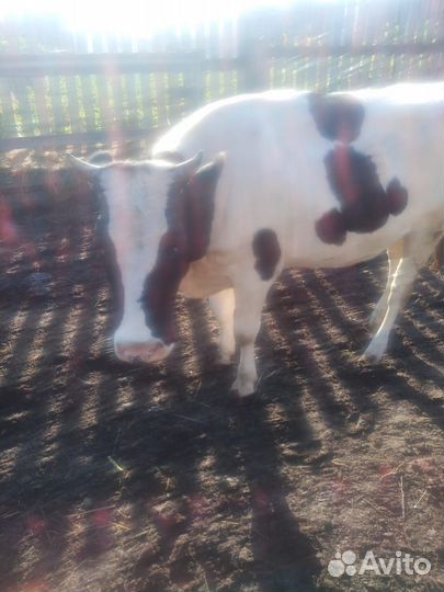 Телка 1.5 года стельная.Отел в феврале