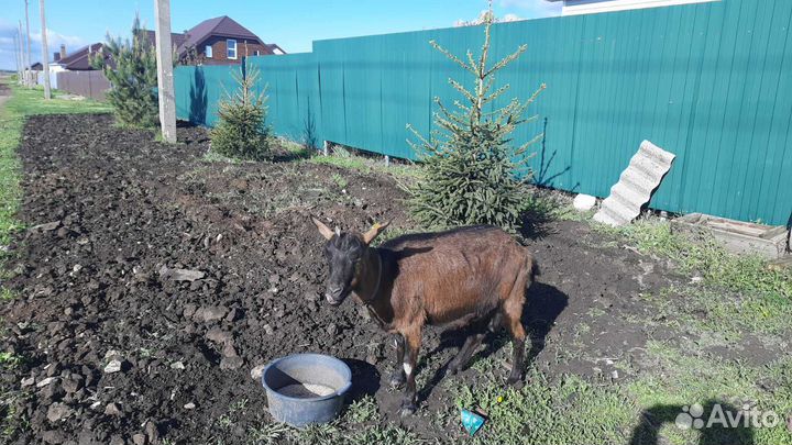 Коза дойная
