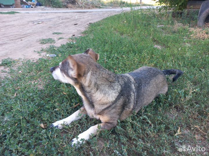 Собака ищет дом