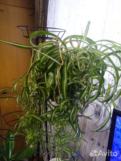 Хлорофитум