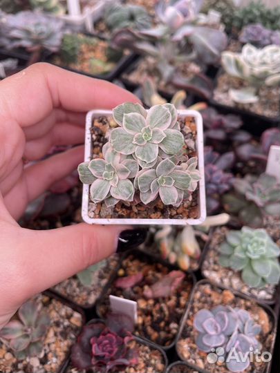 Суккуленты