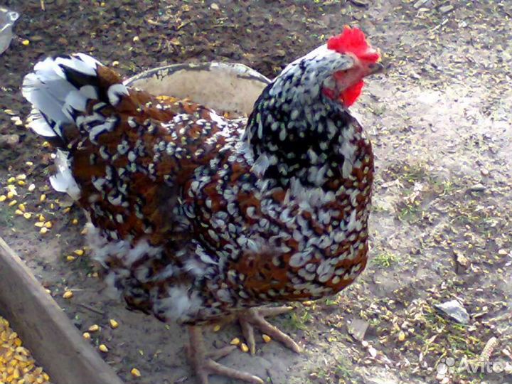 Куры несушки