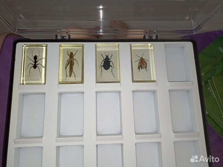 Насекомые и их знакомые