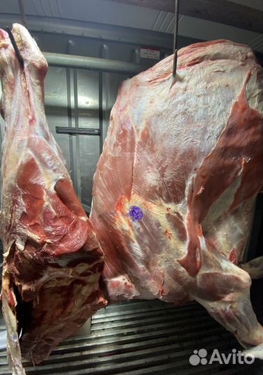 Мясо Говядина Телятина Молодняк Быки полутуши