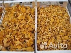 Грибы лисички