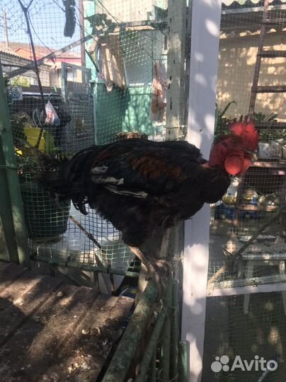 Петух голошейка