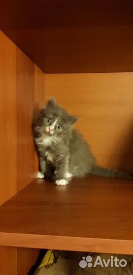 Котенок мальчик Пушок 1,5мес метис перса