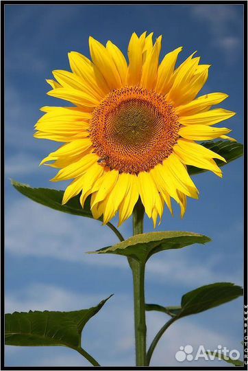 Семена подсолнечника