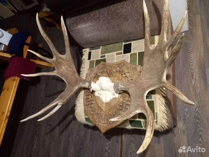 Продам рога лося