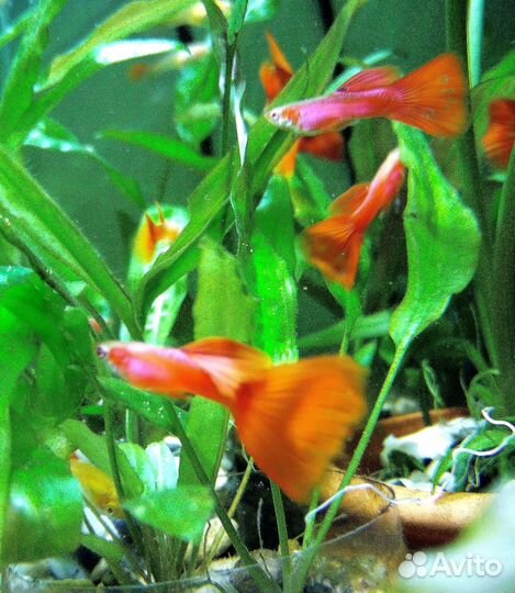 Гуппи чистая линия Full red albino