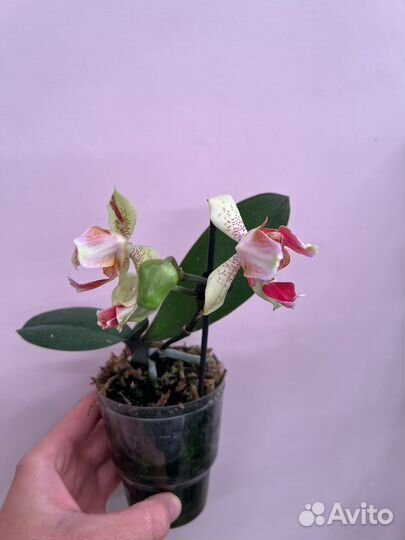 Орхидея Super Maya