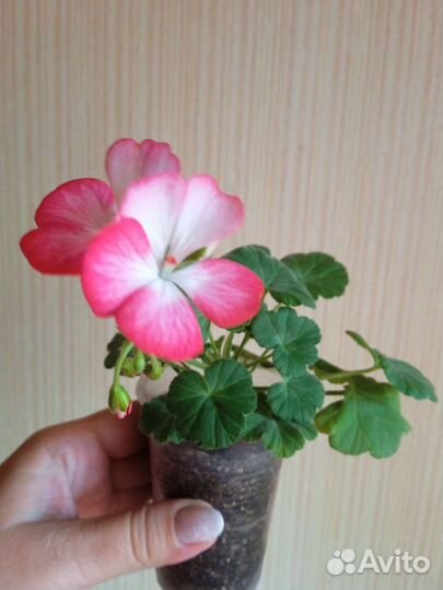 Пеларгония (герань)