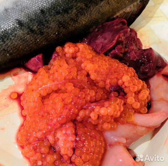 Горбуша Н/П охлажденка. Ожидается (улов 2023)