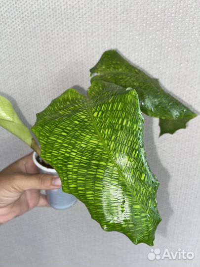 Алоказия Блэк Вельвет,Сильвер Драк,Калатея Нетворк