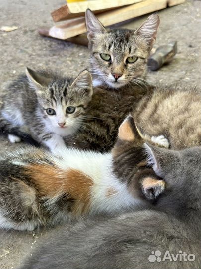 Котята в добрые руки даром