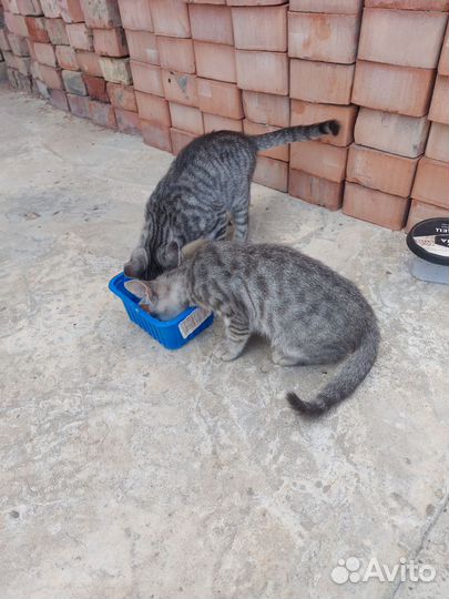 Котята в добрые руки мальчики