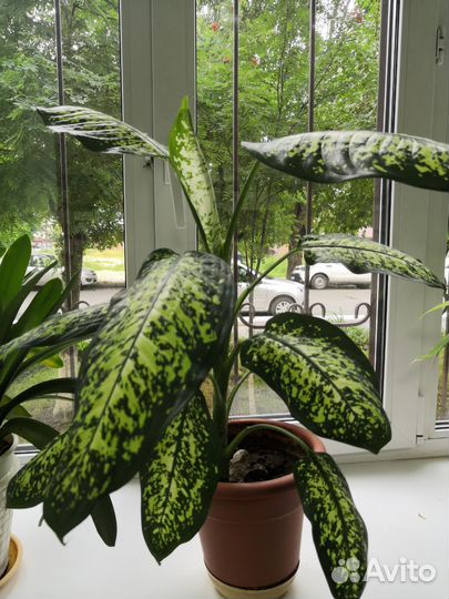 Комнатные цветы