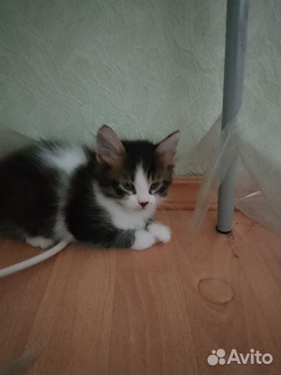 Кошка в дар