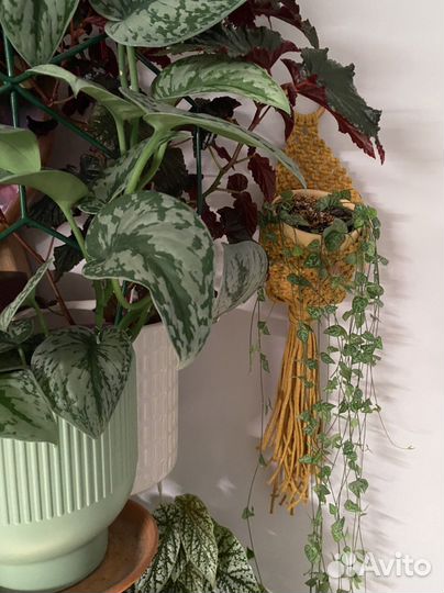 Комнатные растения