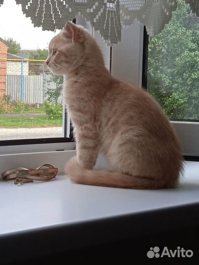 Котенок в добрые руки