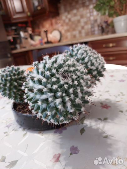 Кактус
