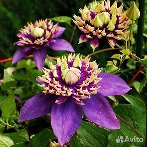 Саженец климатис тайга 3 группа