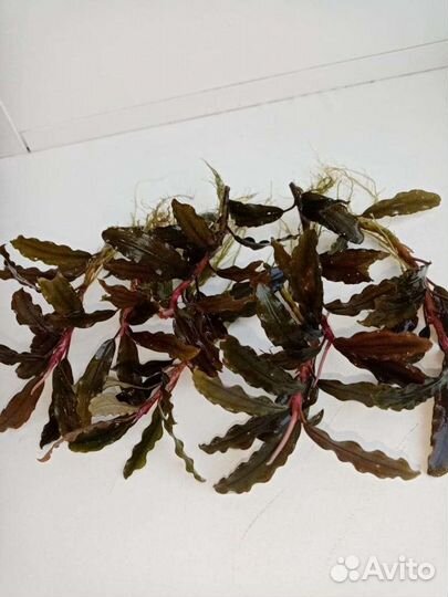 Растения для аквариума