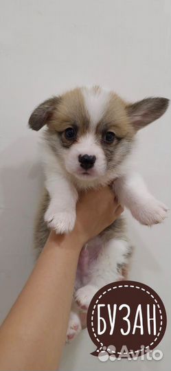 Вельш-корги пемброк