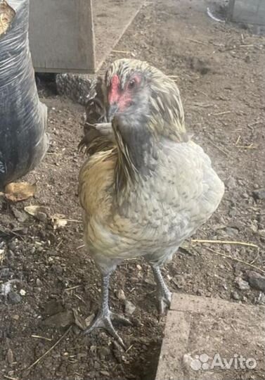 Петух Амераукан