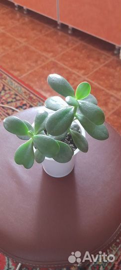 Толстянка или денежное дерево