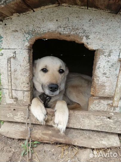 Собака в добрые руки