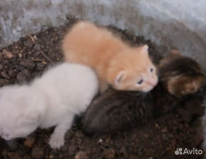 Котята в добрые руки