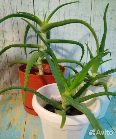 Алоэ лечебное