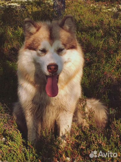 Аляскинский маламут щенки
