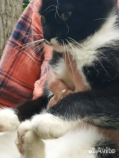 Котенок от домашней кошки в добрые руки