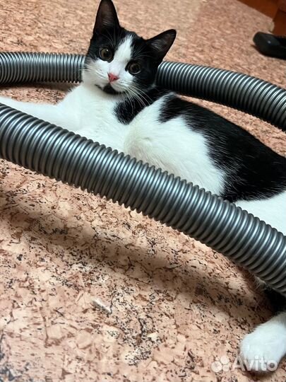 Котенок девочка