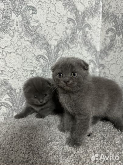 Британские котята