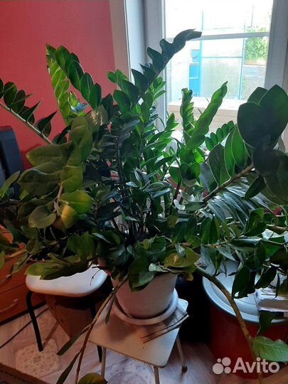 Долоровое дерево