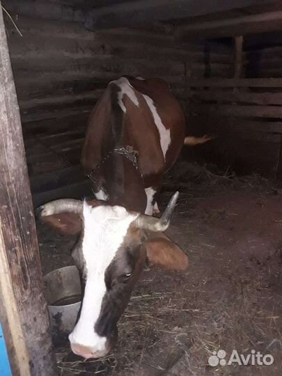 Корова стельная дойная