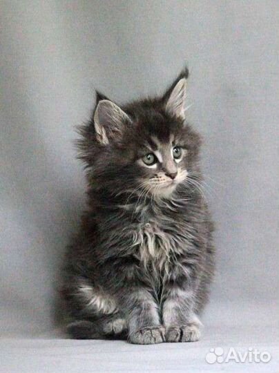 Великолепные котята Мейн-кун