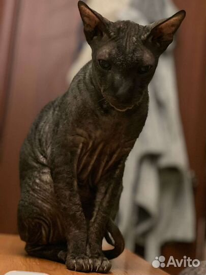 Корниш-рекс