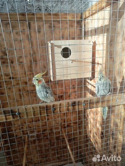 Попугаи корелла с клеткой ручные