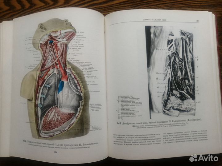 Атлас анатомии Синельников том 3