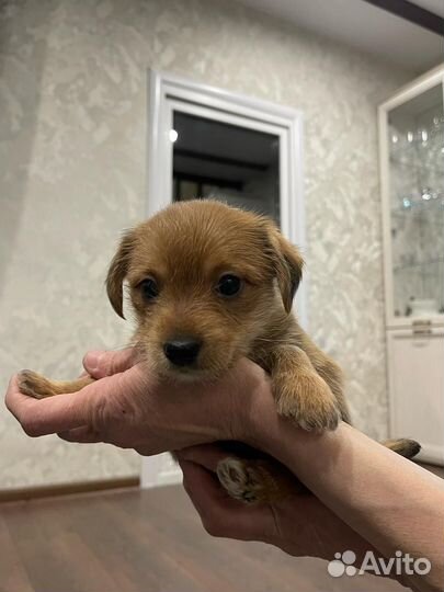 Щенки йоркширского терьера